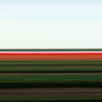 Tulip Fields VIII
