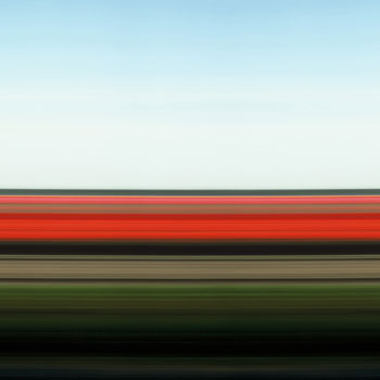 Tulip Fields XXIV