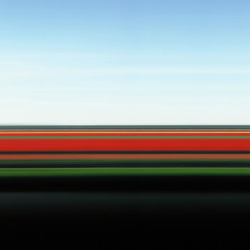 Tulip Fields XVIII