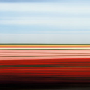 Tulip Fields XXV