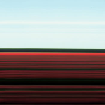Tulip Fields X