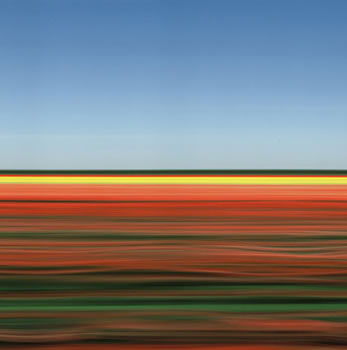 Tulip Fields XVII