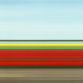 Tulip Fields IV