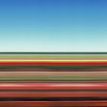 Tulip Fields XXVII