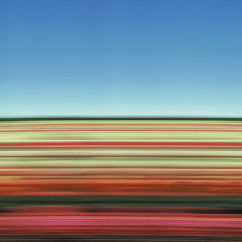 Tulip Fields XXXI