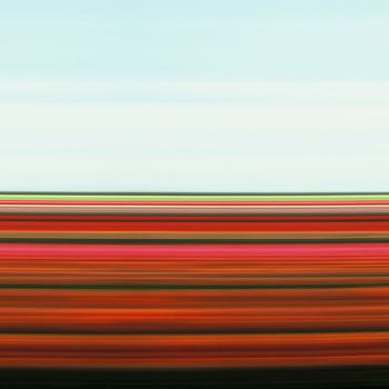 Tulip Fields VII