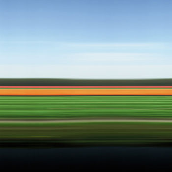 Tulip Fields XXIII