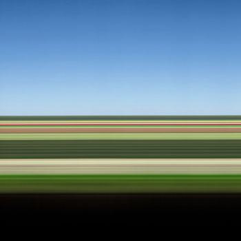 Tulip Fields XXII