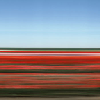 Tulip Fields XV