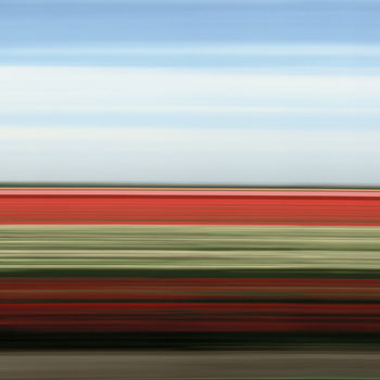 Tulip Fields XX