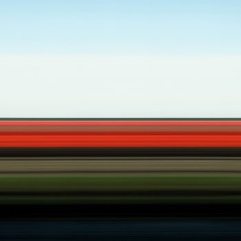 Tulip Fields XXVI